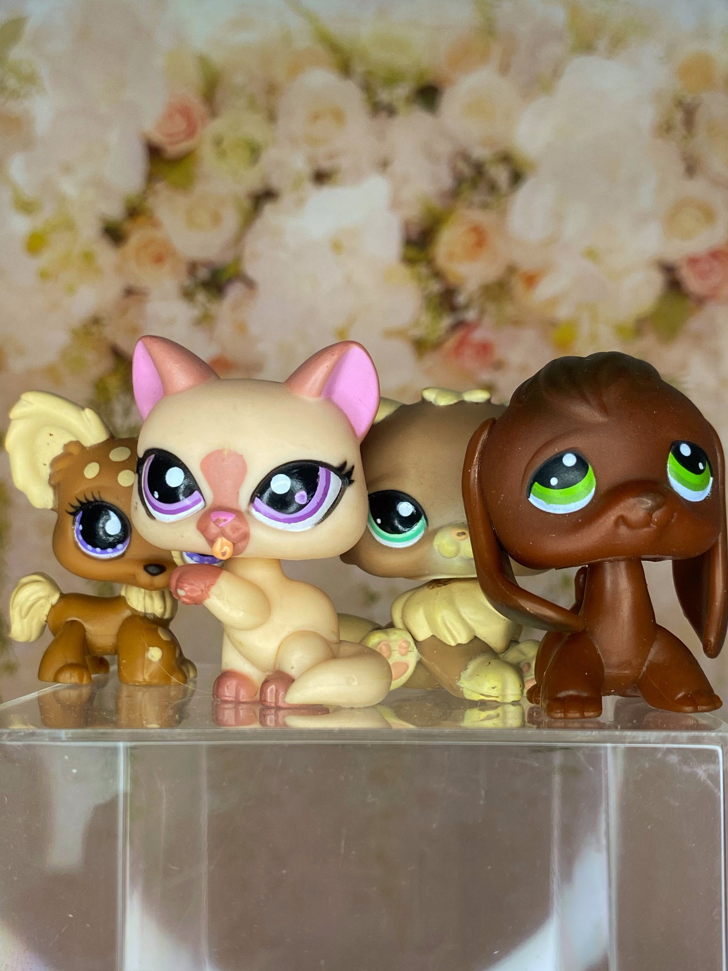 Cats & Dogs 🐱🐶