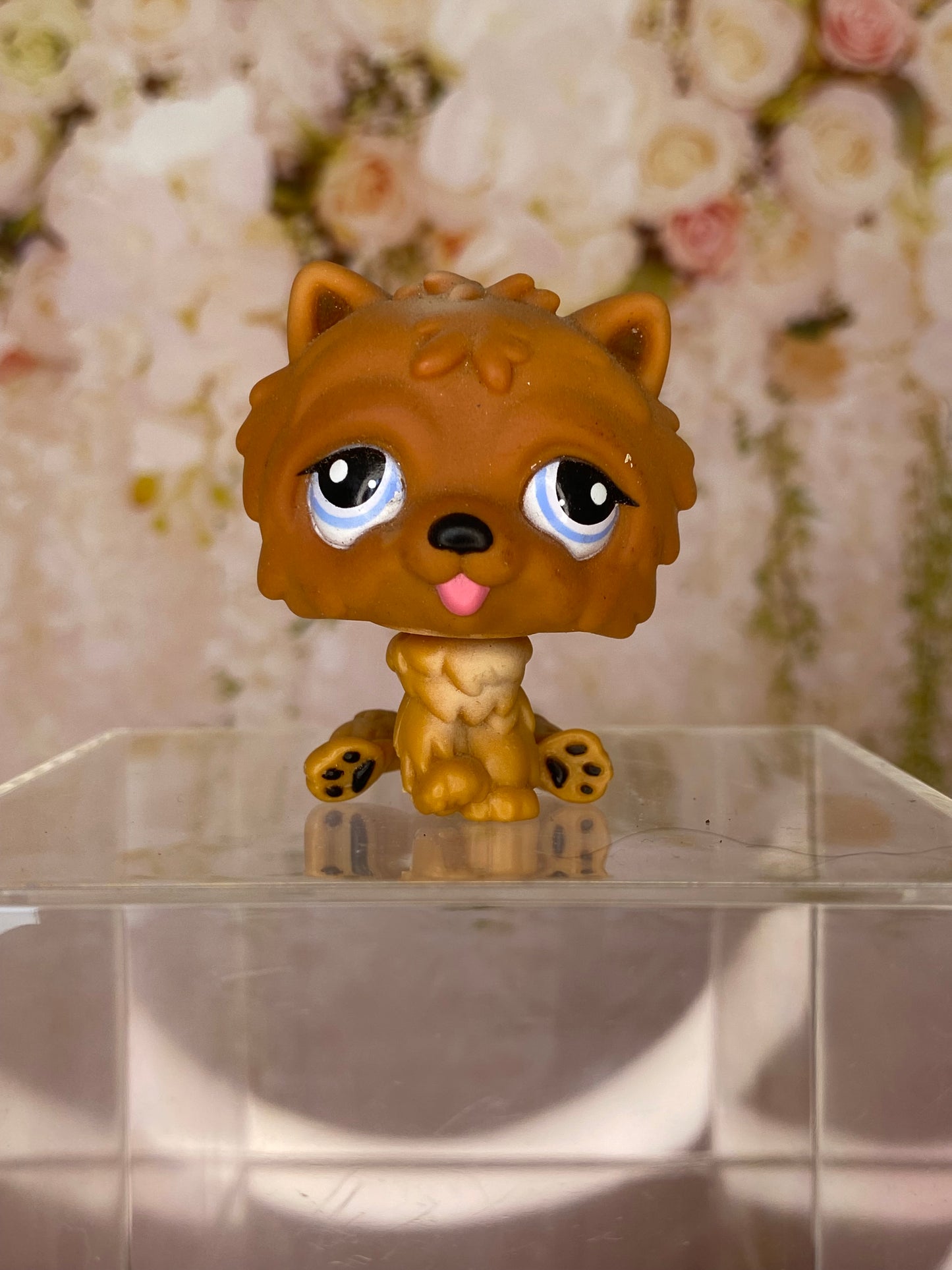 LPS Chow Chow