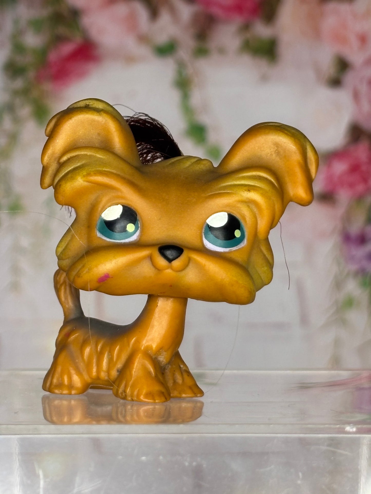 LPS Shi Tzu #6
