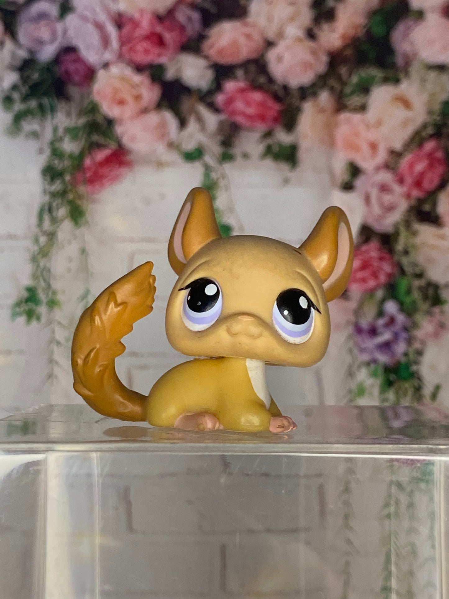 LPS Chinchilla