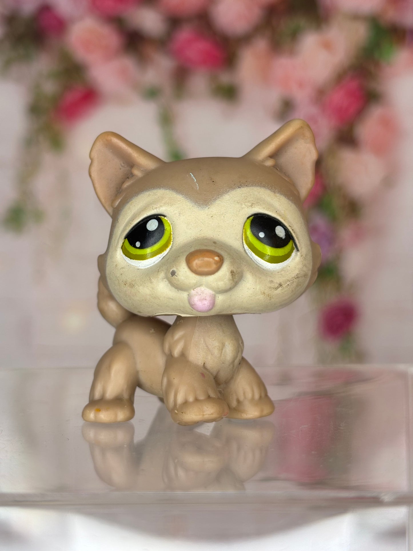 LPS Husky #358