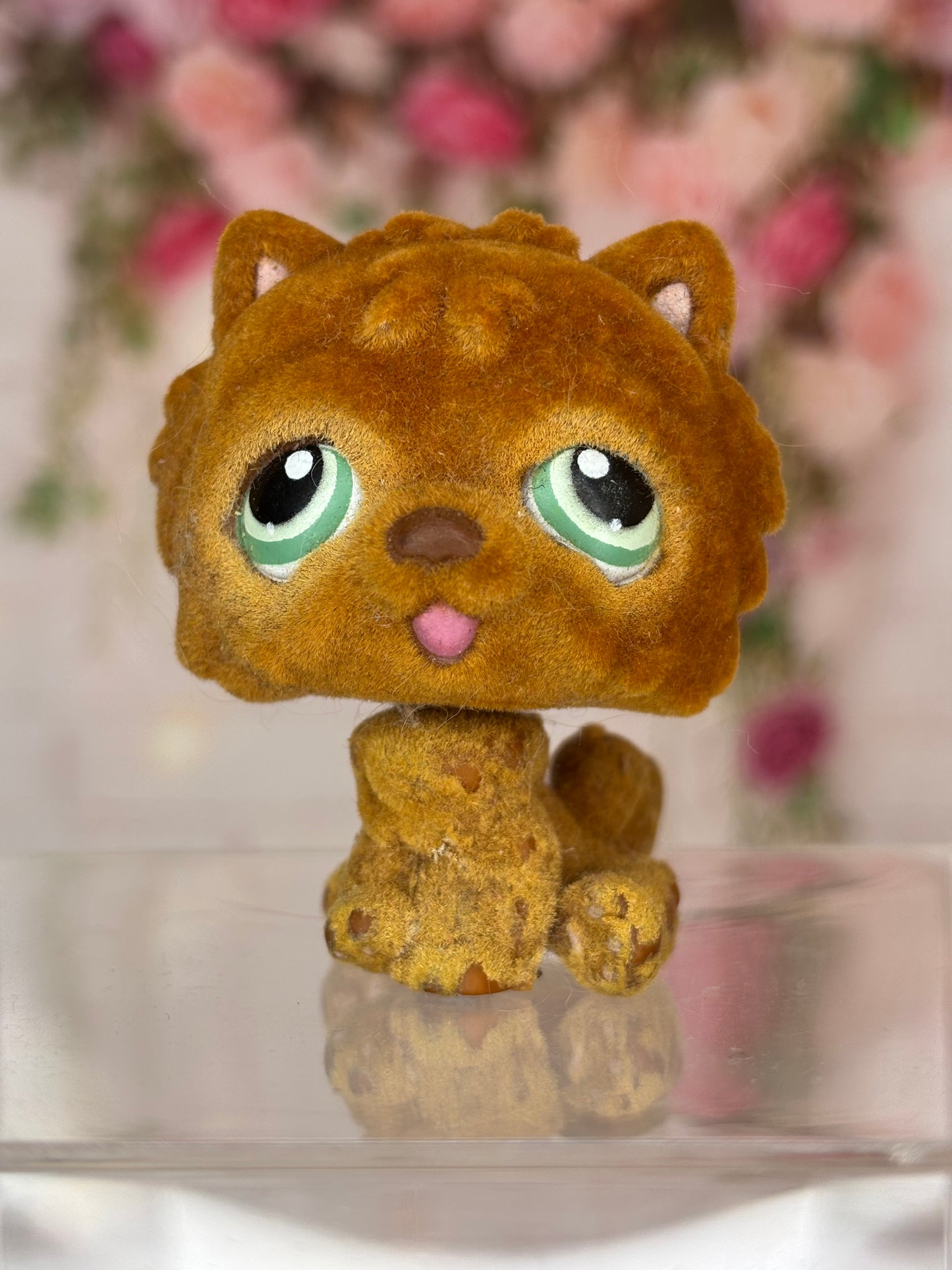 LPS Fuzzy Chow Chow