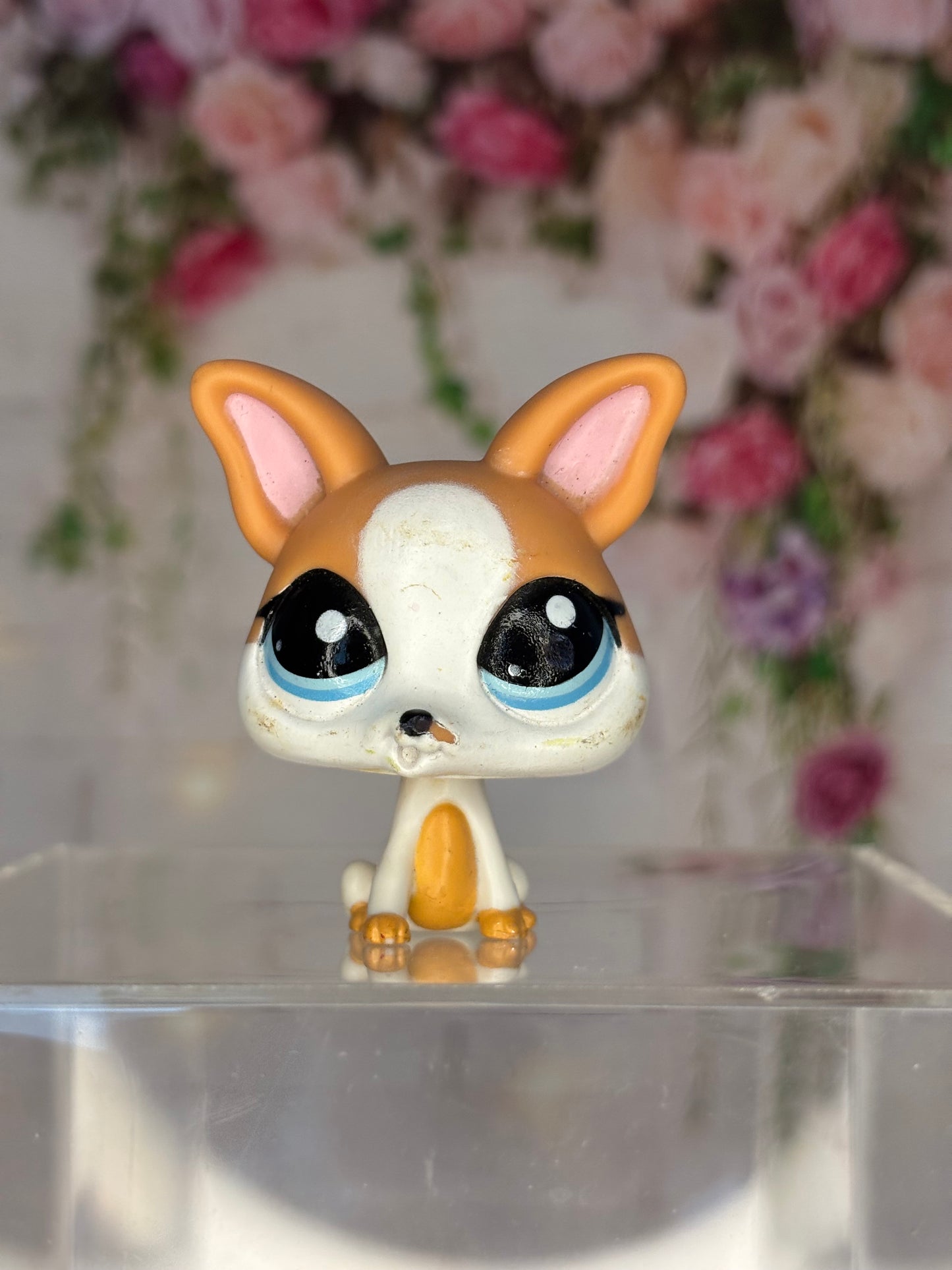 LPS Chihuahua #2072