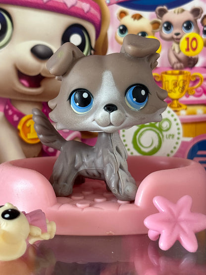 LPS Colley #67