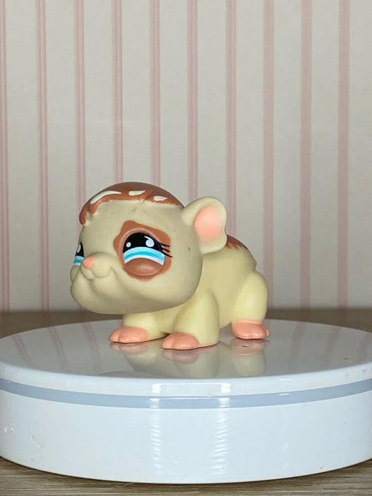 LPS Guinea Pig