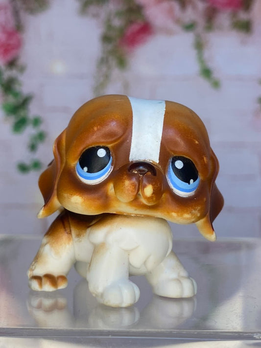 LPS Saint Bernard #76