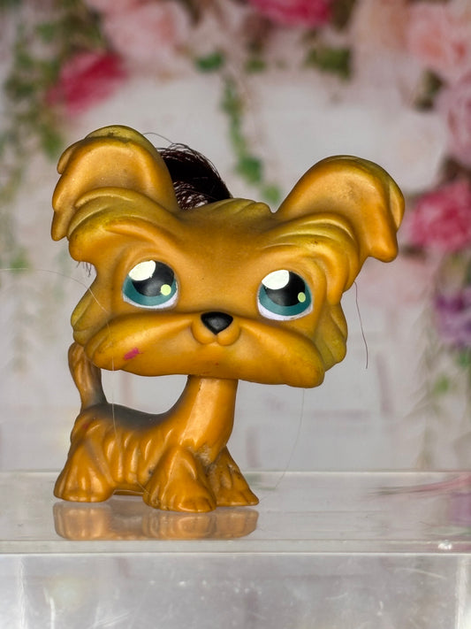 LPS Shi Tzu #6