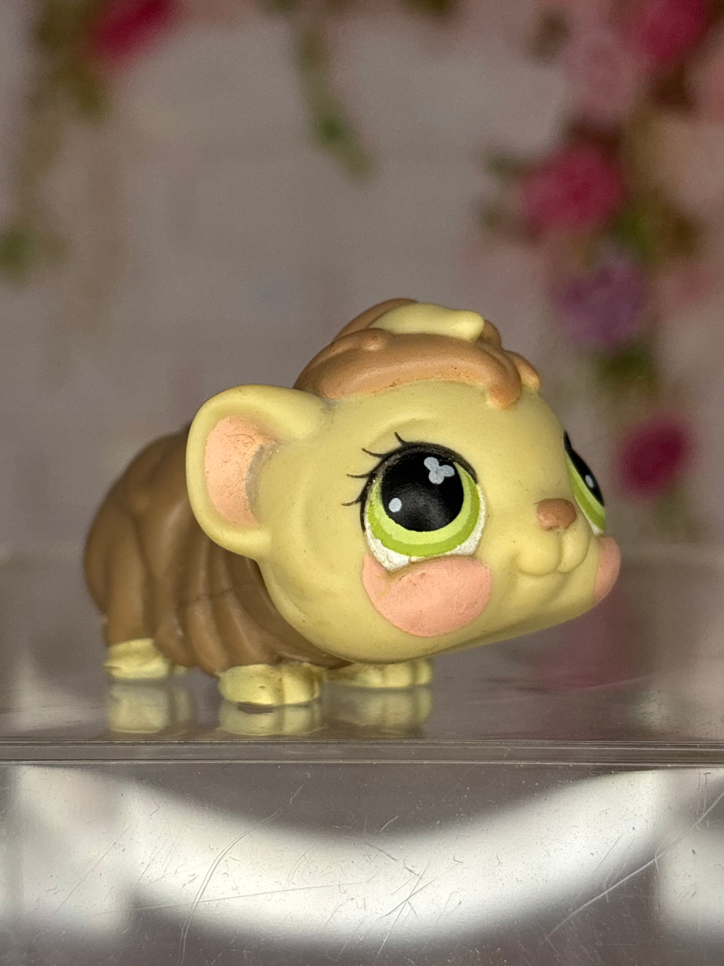 LPS Guinea Pig