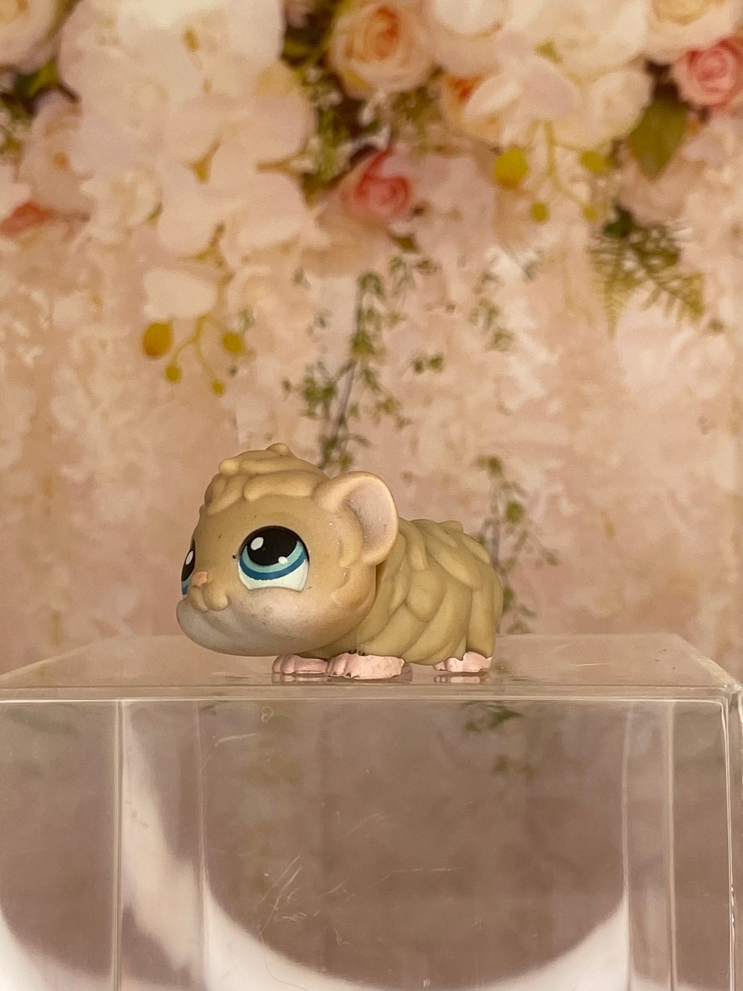 LPS Guinea Pig #157