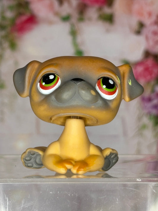 LPS Pug #2