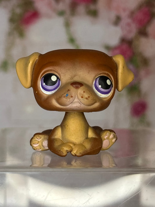 LPS Pug