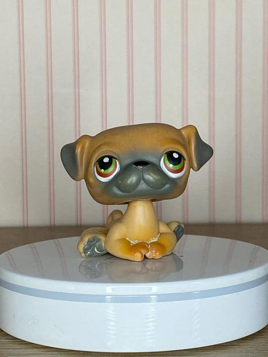 LPS Pug