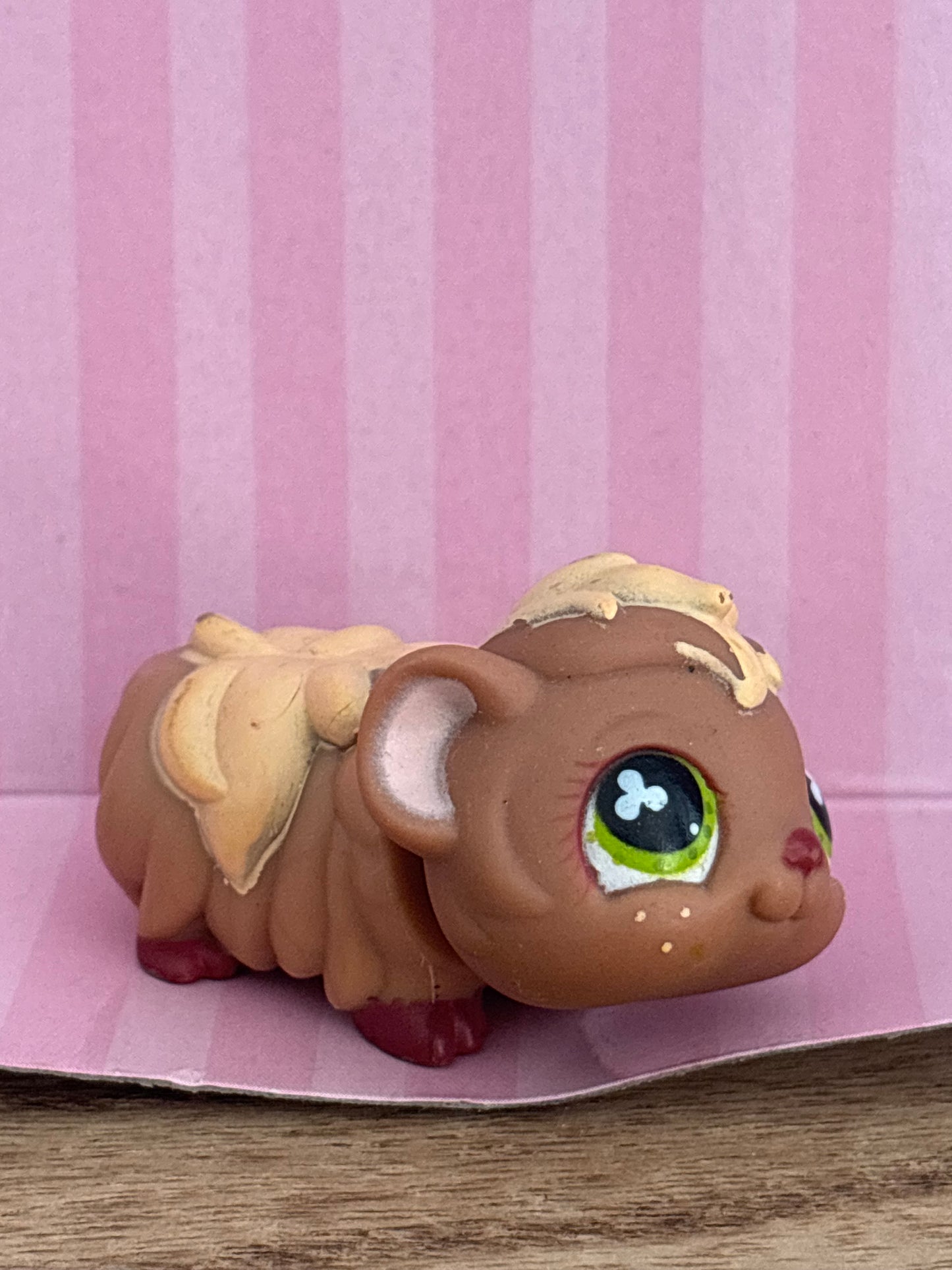 LPS Guinea Pig