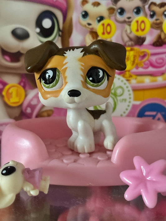 LPS Jack Russel #804