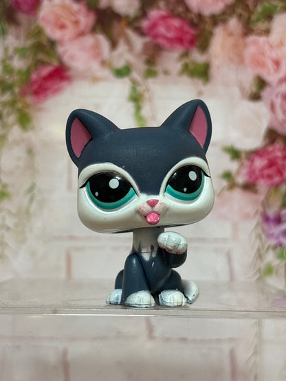 LPS Paw Licking Cat
