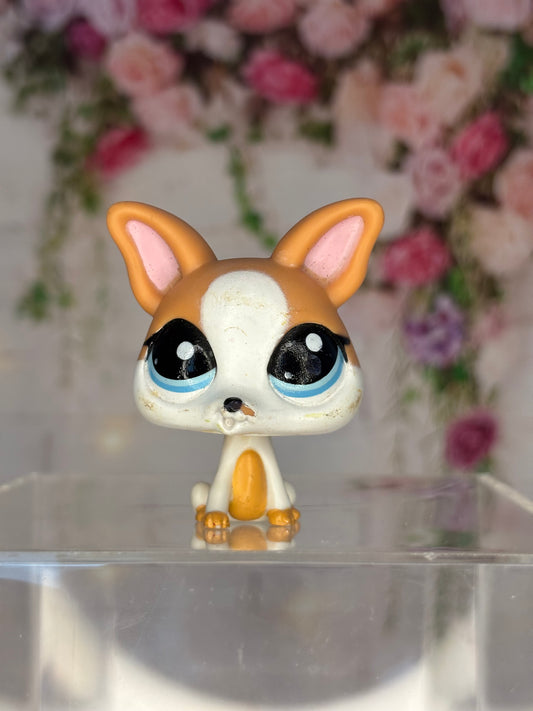 LPS Chihuahua #2072