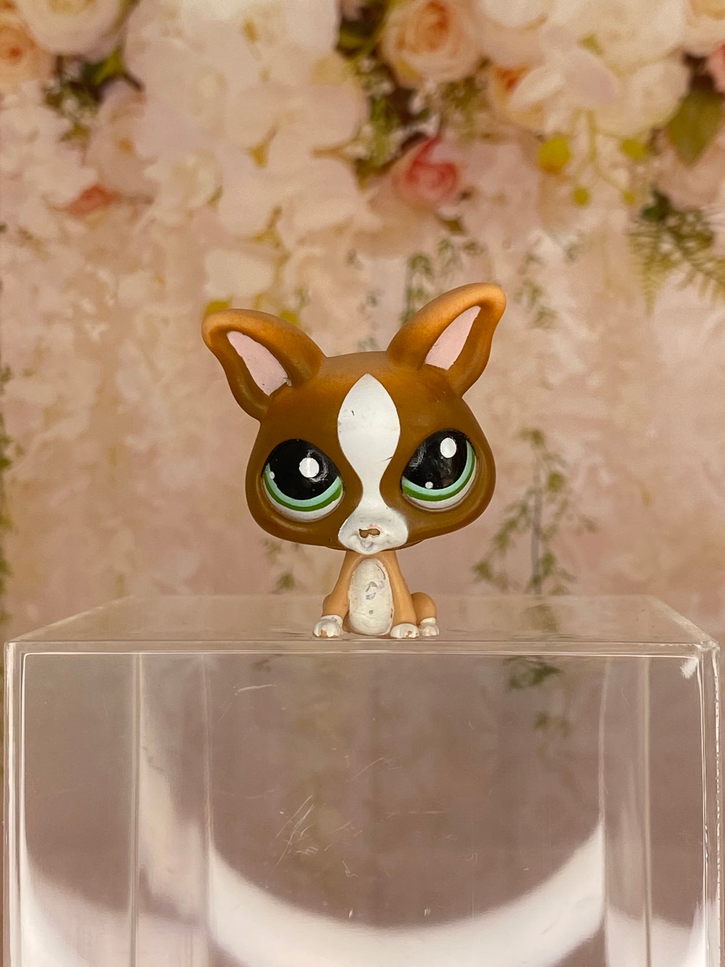 LPS Chihuahua #1568