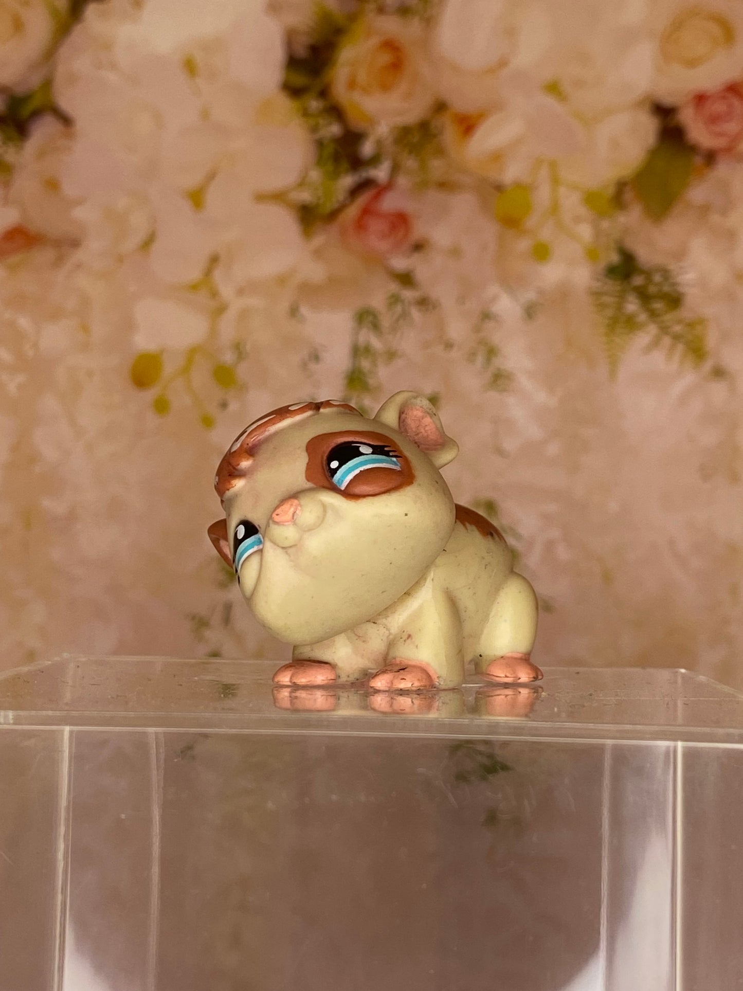 LPS Guinea Pig #683