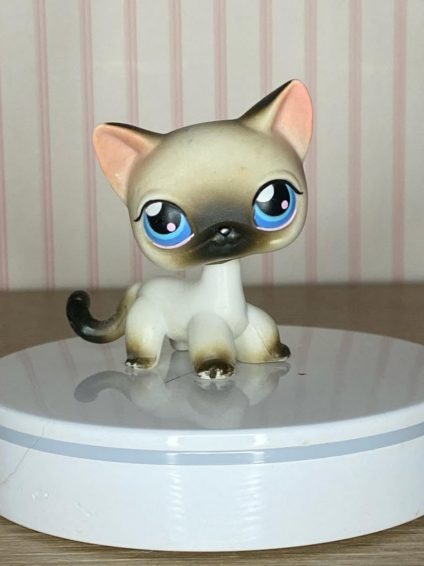 LPS Siamese Catt