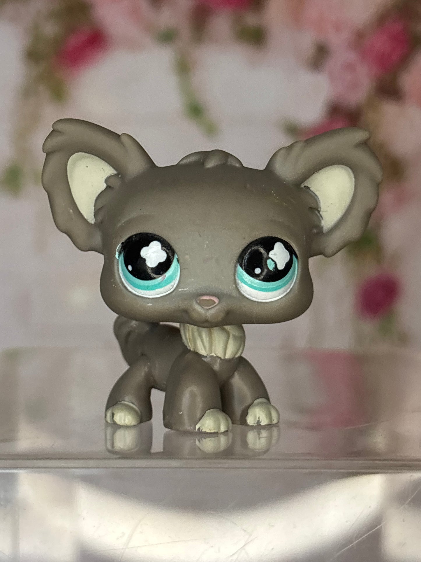 LPS Chihuahua