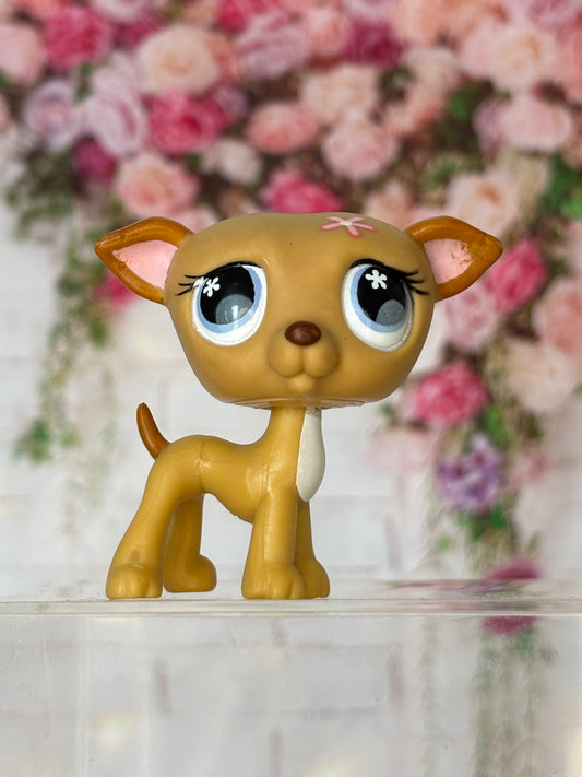 LPS Greyhound