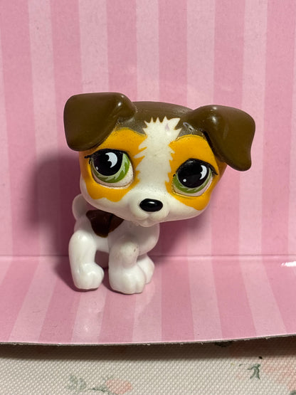 LPS Jack Russel #804
