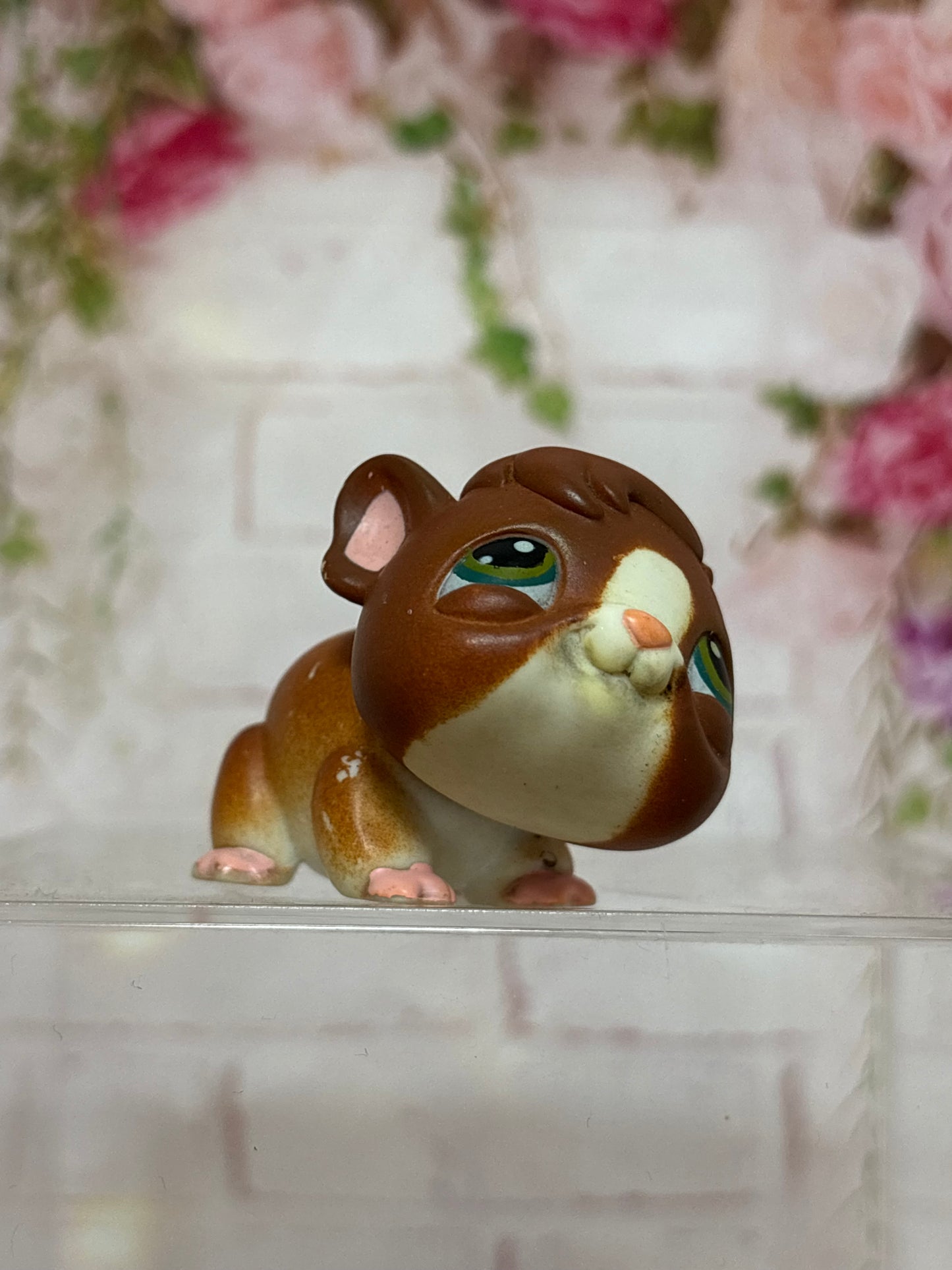 LPS Guinea Pig