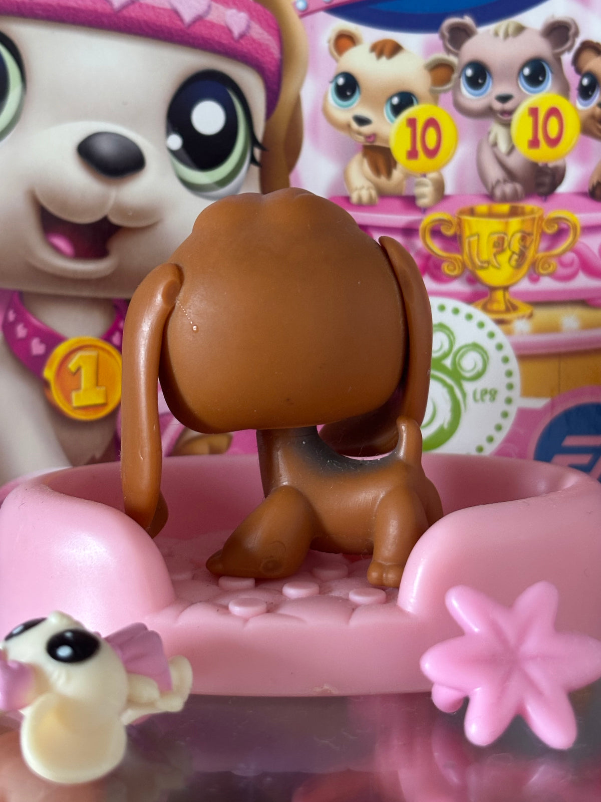 LPS Beagle #16