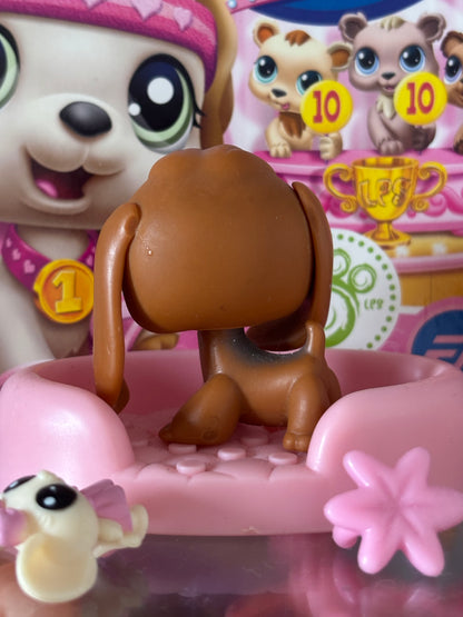 LPS Beagle #16
