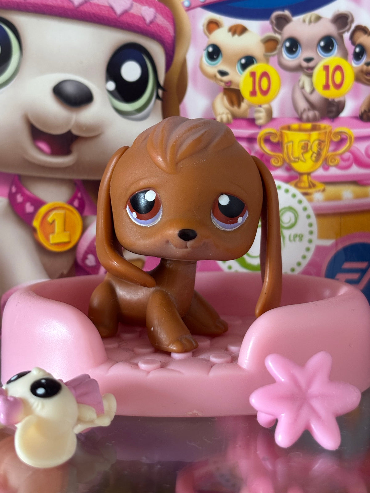 LPS Beagle #16